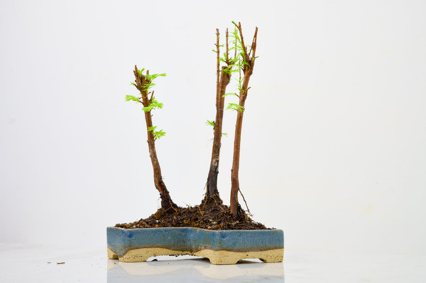 Dawn Redwood Bonsai 3 Tree Group