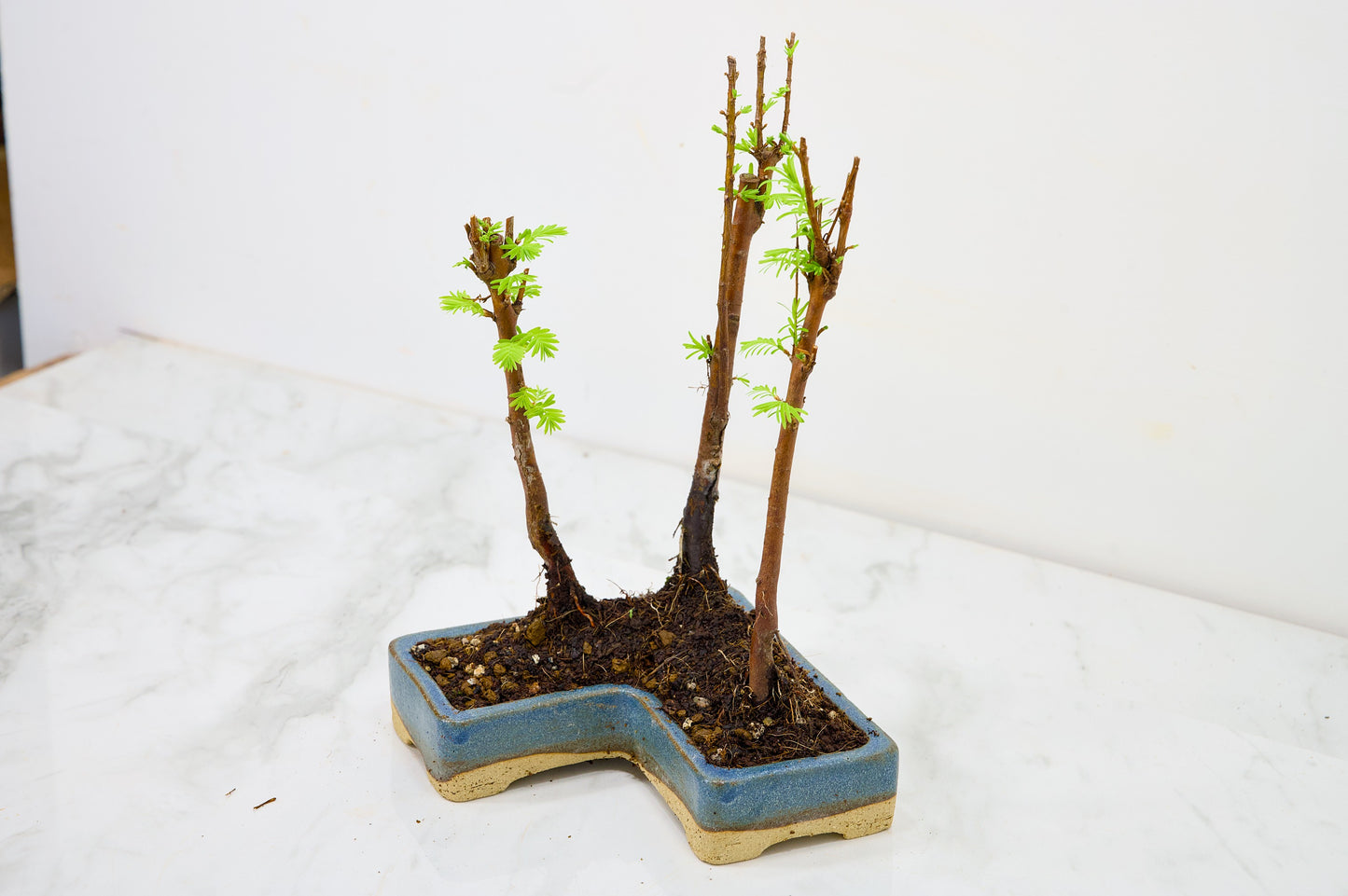 Dawn Redwood Bonsai 3 Tree Group
