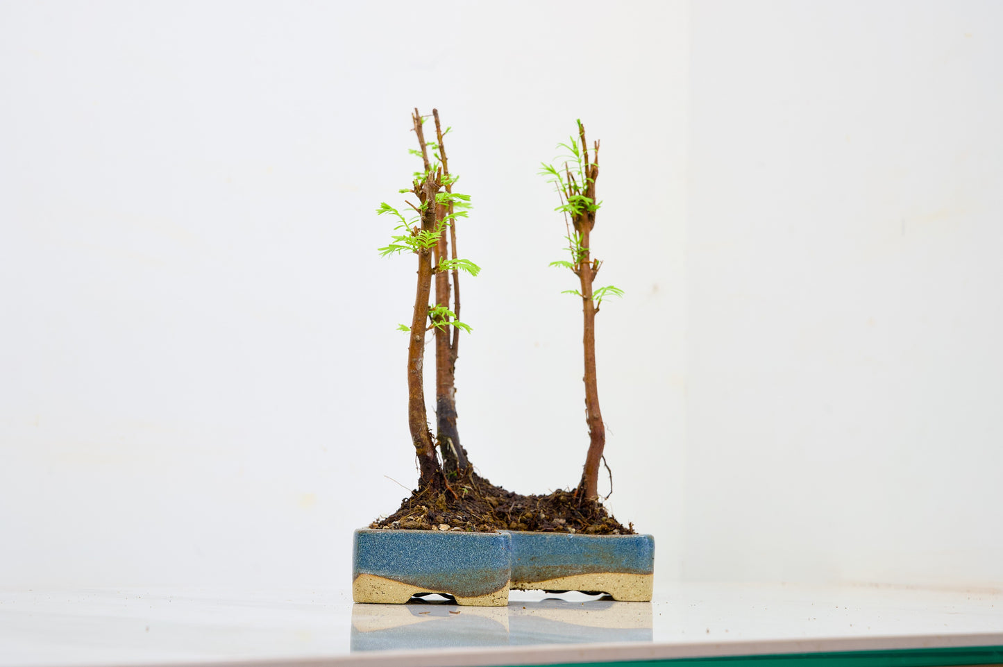 Dawn Redwood Bonsai 3 Tree Group