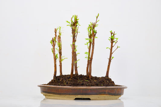 Dawn Redwood Bonsai 7 Tree Group Planting