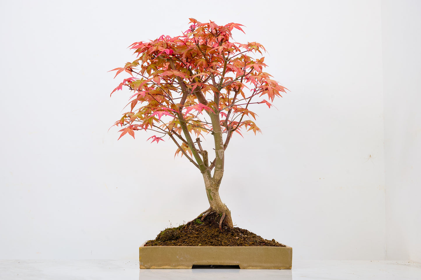 Deshojo Japanese Maple Bonsai+ Care Kit