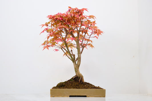 Deshojo Japanese Maple Bonsai+ Care Kit