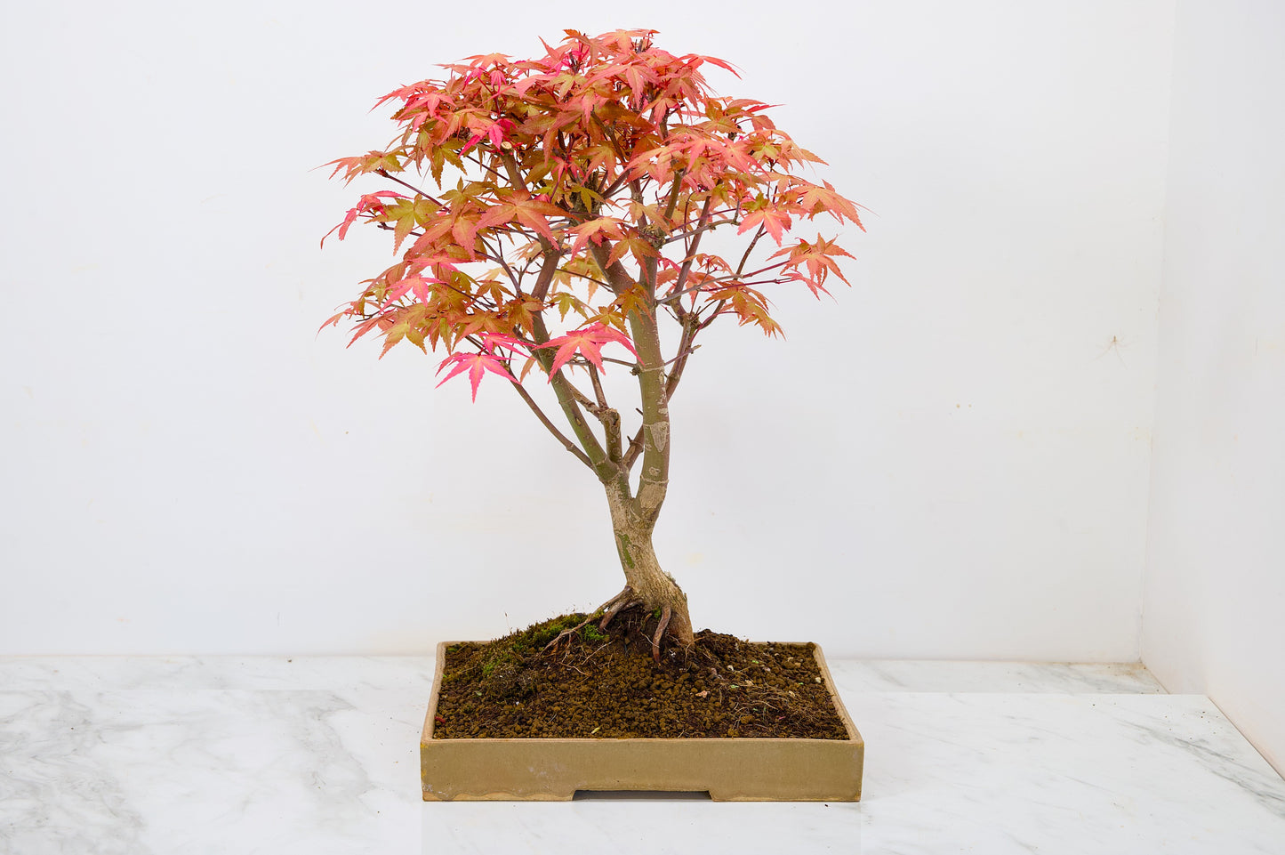 Deshojo Japanese Maple Bonsai+ Care Kit