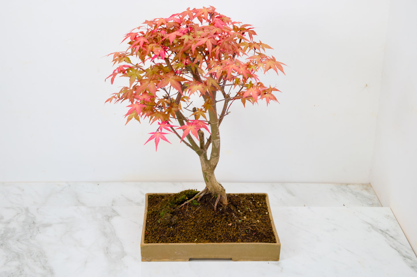 Deshojo Japanese Maple Bonsai+ Care Kit