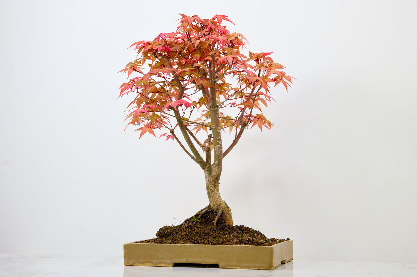 Deshojo Japanese Maple Bonsai+ Care Kit