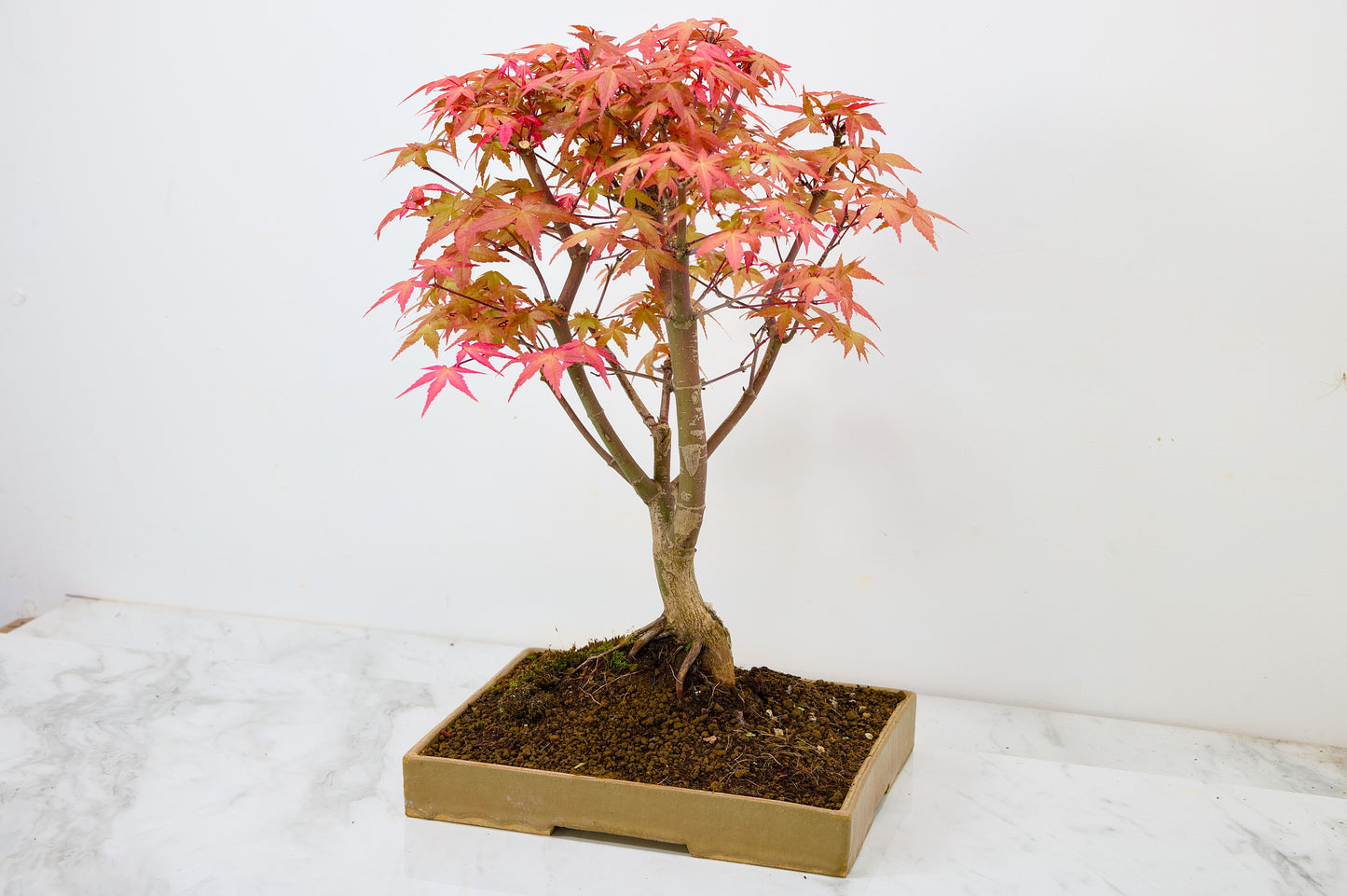 Deshojo Japanese Maple Bonsai+ Care Kit