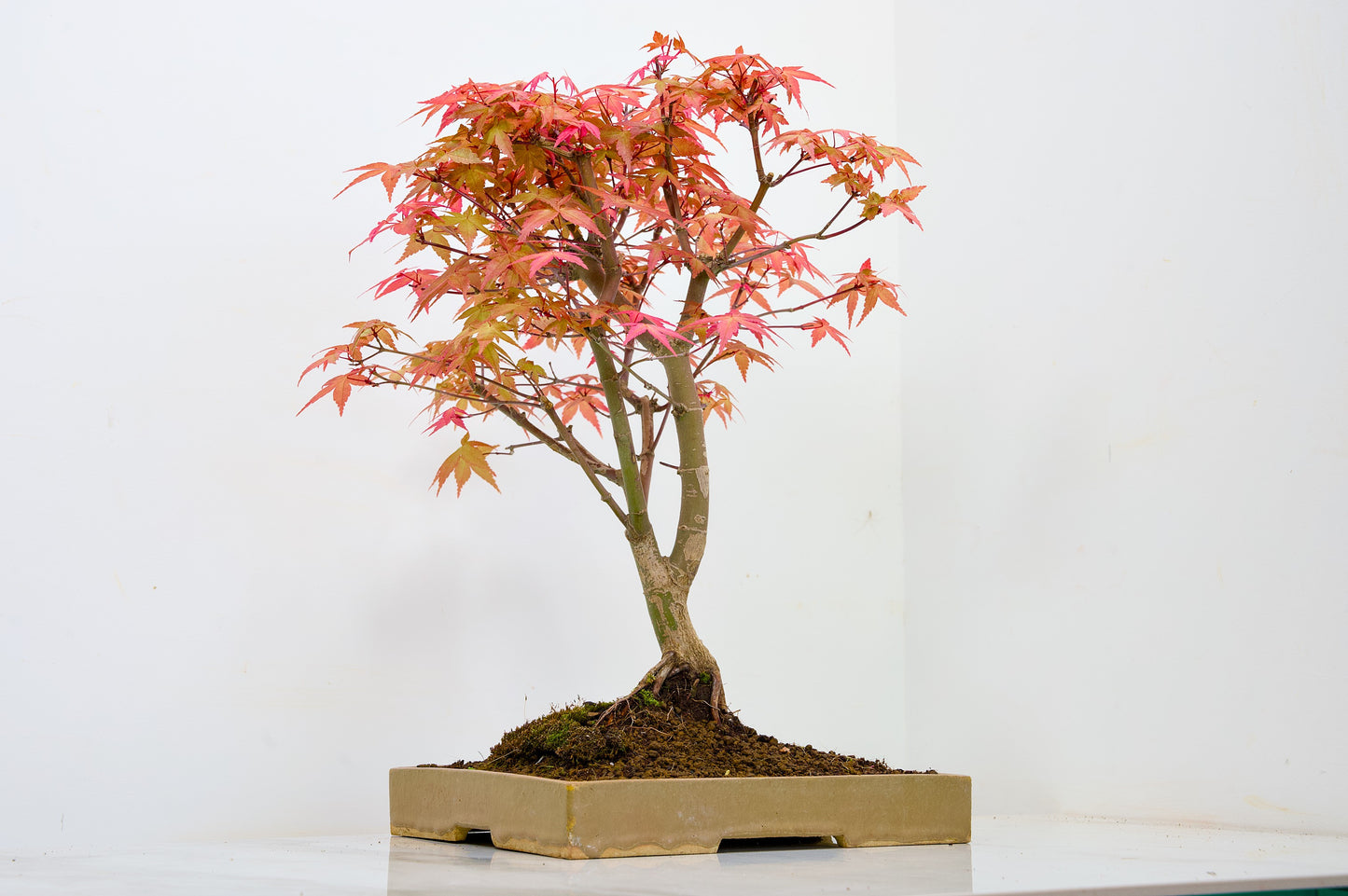 Deshojo Japanese Maple Bonsai+ Care Kit