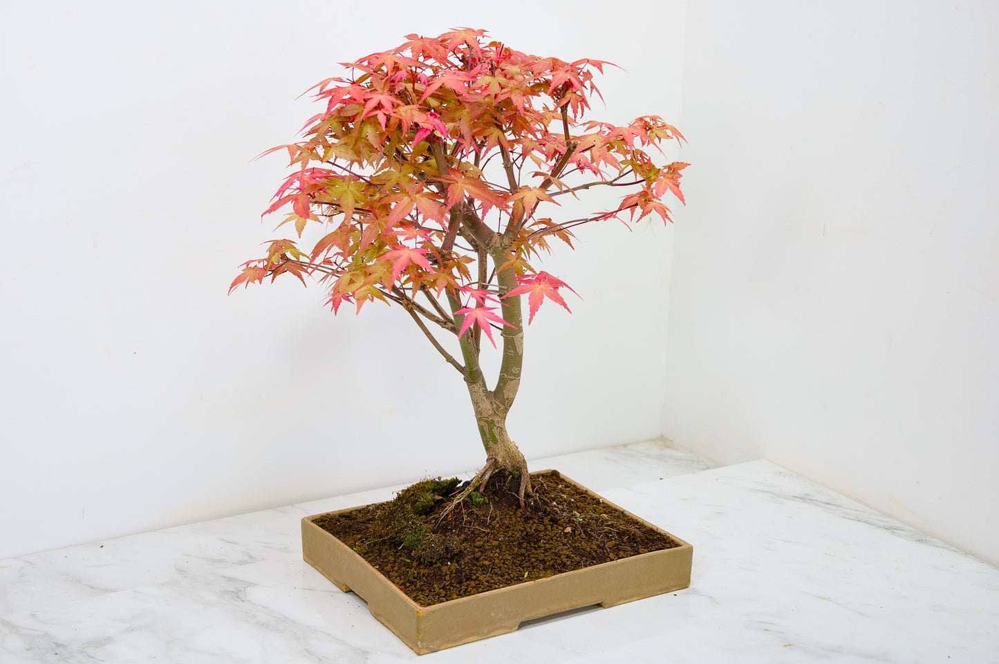 Deshojo Japanese Maple Bonsai+ Care Kit