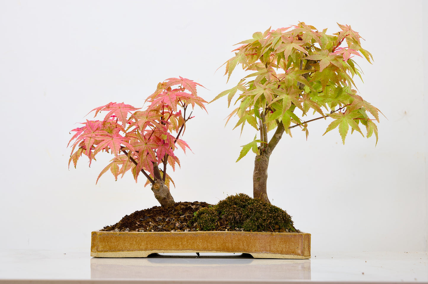 Deshojo Japanese Maple Bonsai+ Care Kit