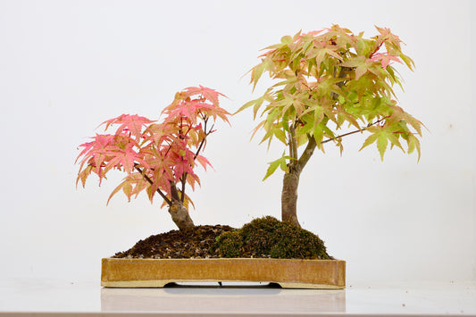 Deshojo Japanese Maple Bonsai+ Care Kit