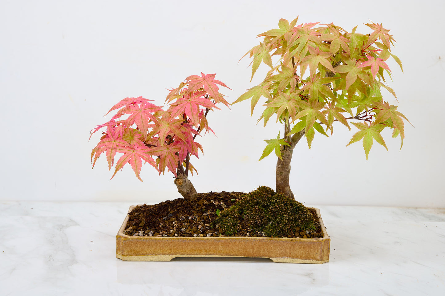 Deshojo Japanese Maple Bonsai+ Care Kit