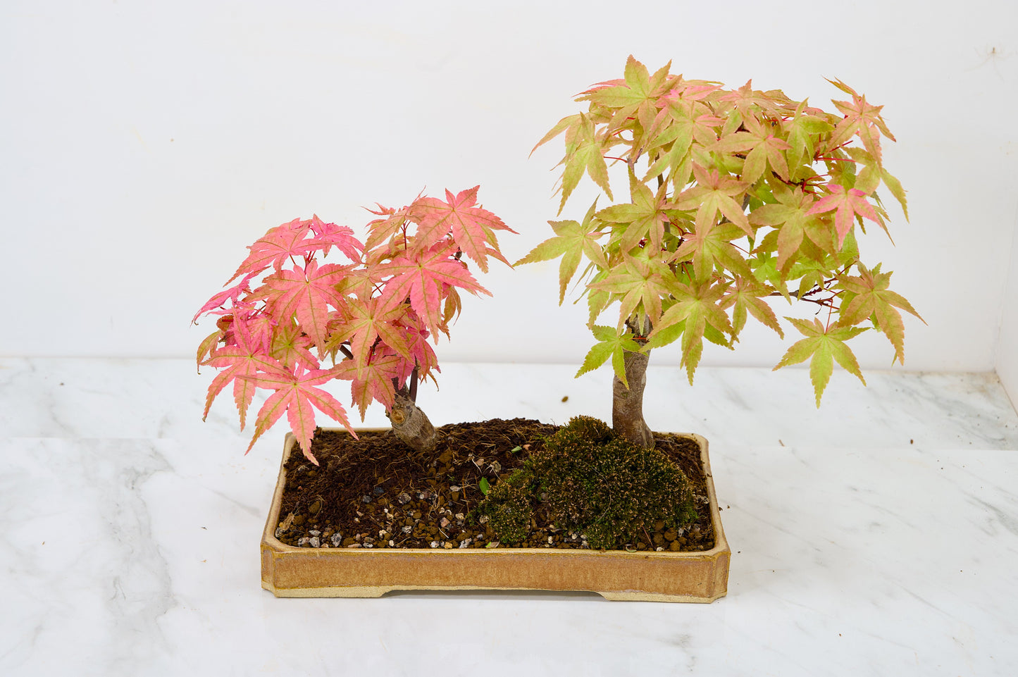 Deshojo Japanese Maple Bonsai+ Care Kit