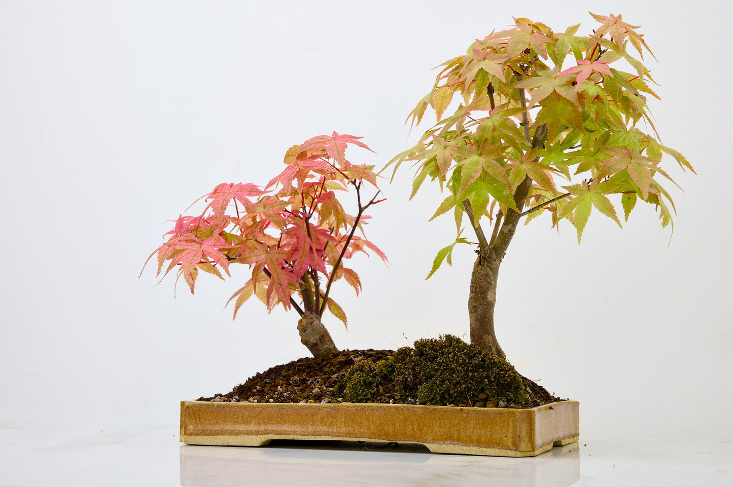 Deshojo Japanese Maple Bonsai+ Care Kit
