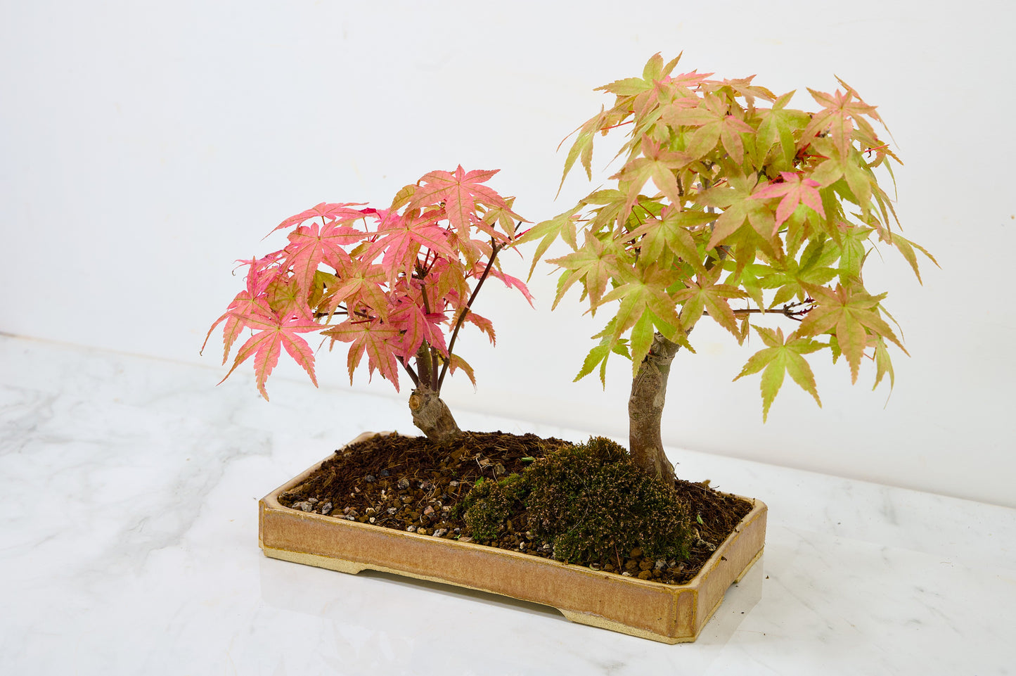 Deshojo Japanese Maple Bonsai+ Care Kit