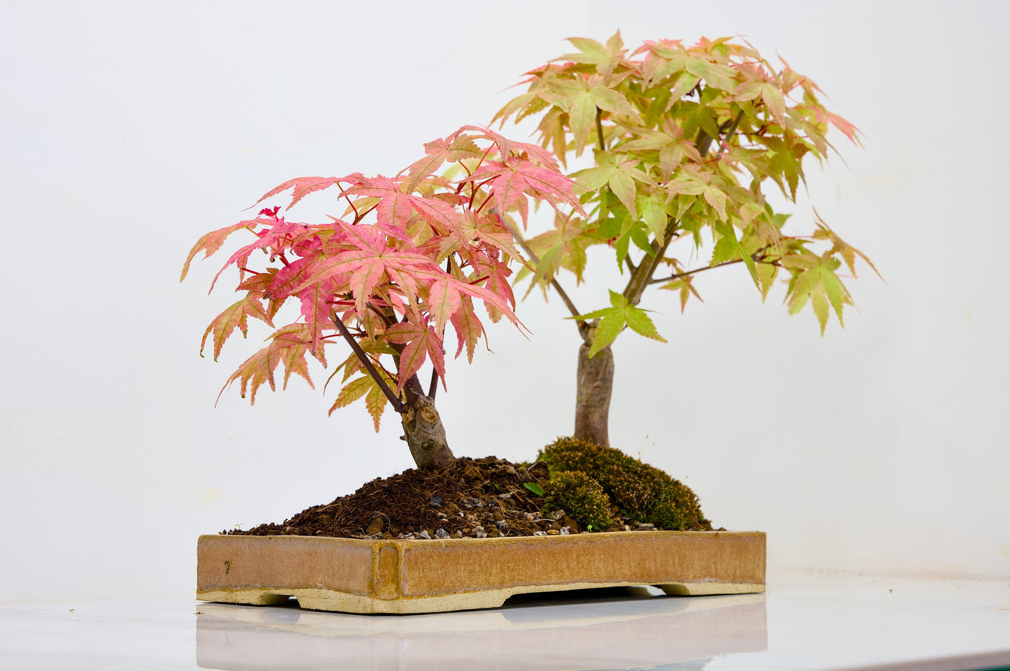 Deshojo Japanese Maple Bonsai+ Care Kit