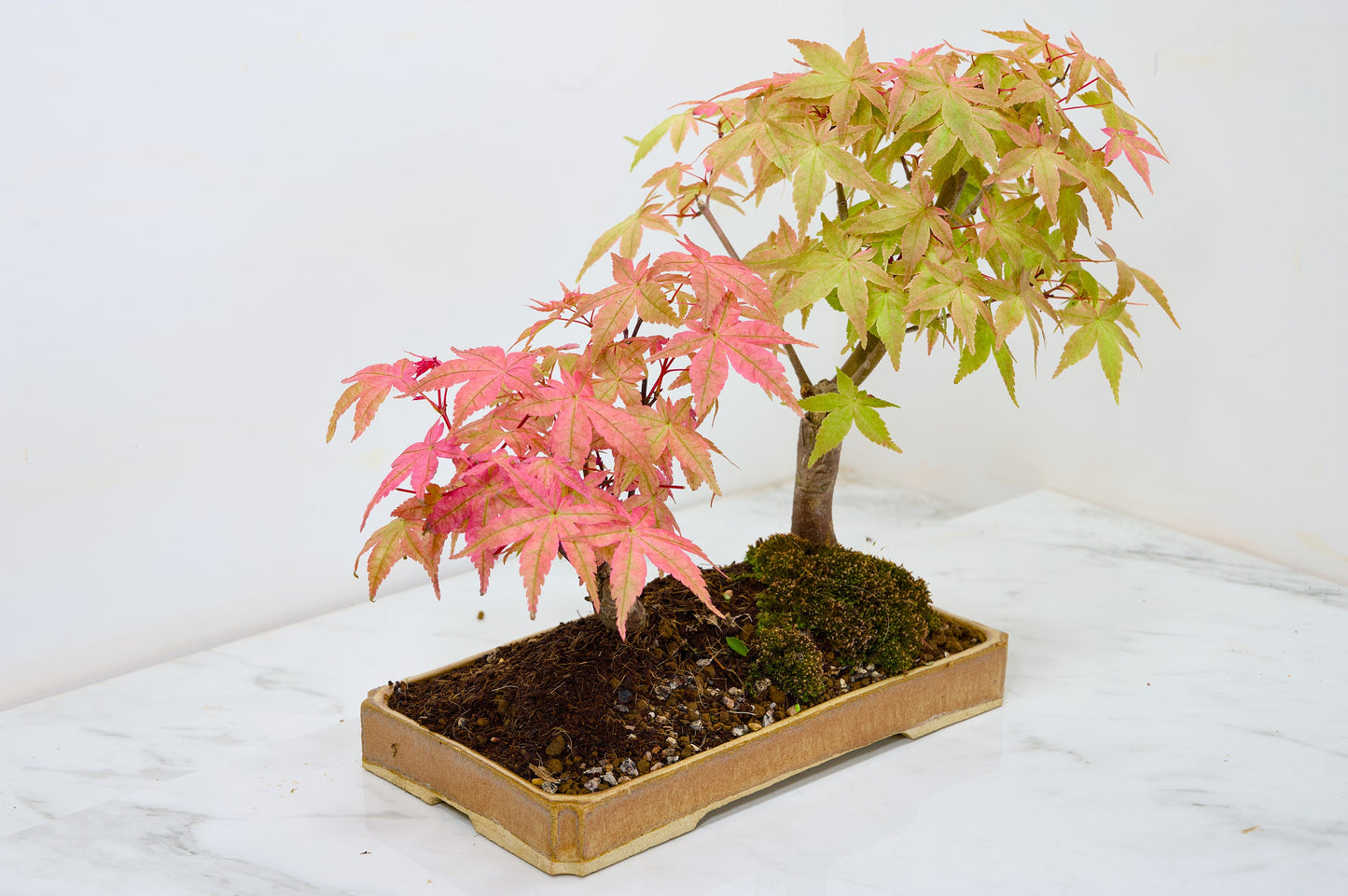 Deshojo Japanese Maple Bonsai+ Care Kit