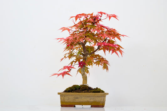Deshojo Japanese Maple Bonsai+ Care Kit