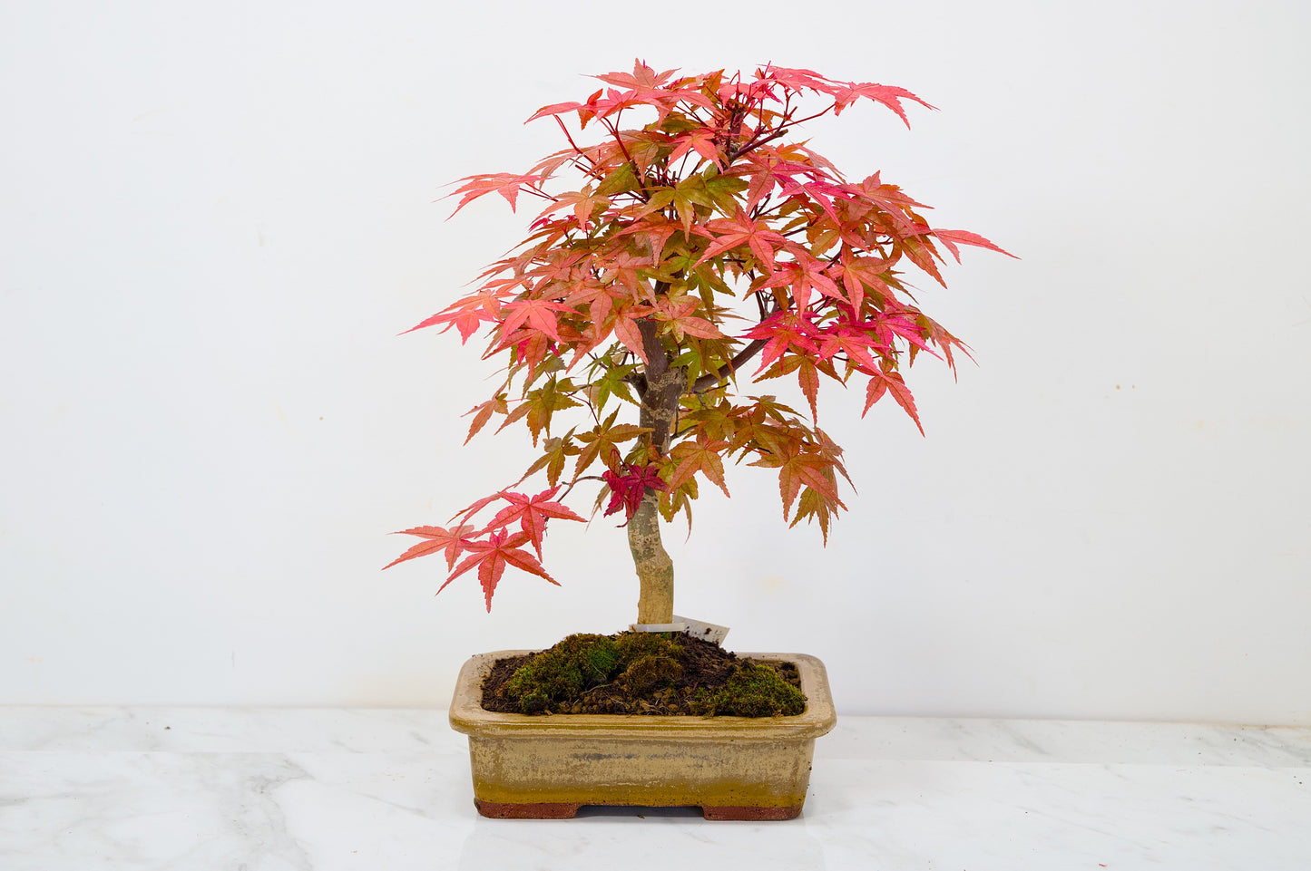 Deshojo Japanese Maple Bonsai+ Care Kit