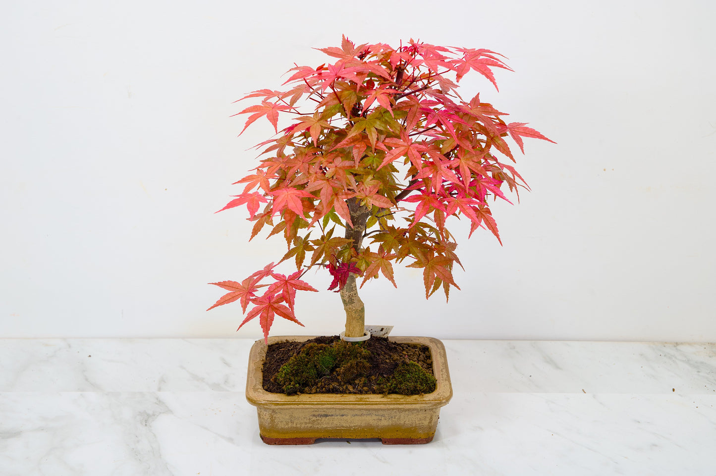 Deshojo Japanese Maple Bonsai+ Care Kit