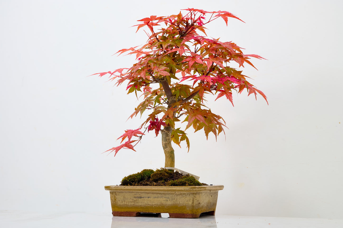 Deshojo Japanese Maple Bonsai+ Care Kit
