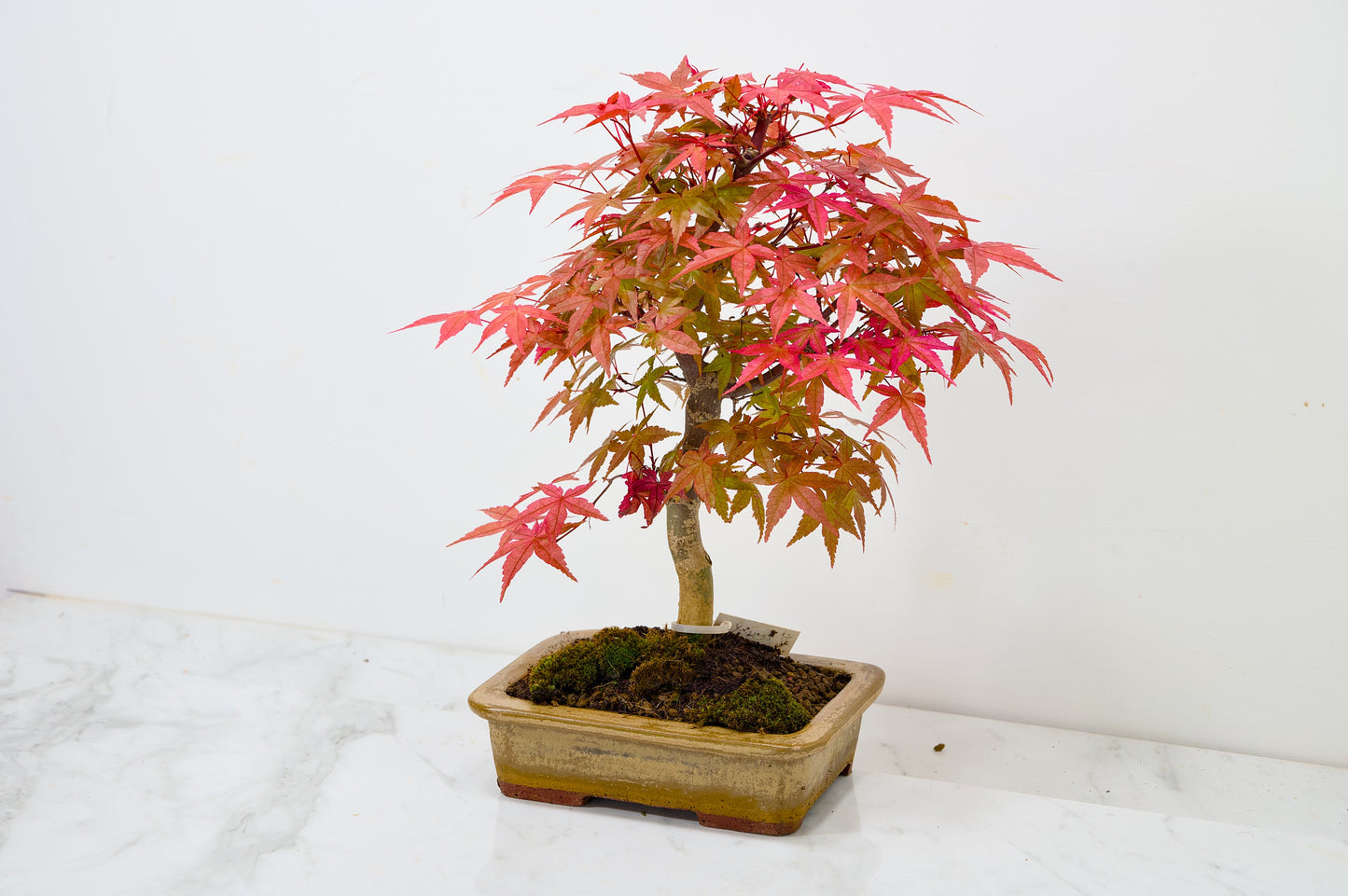 Deshojo Japanese Maple Bonsai+ Care Kit