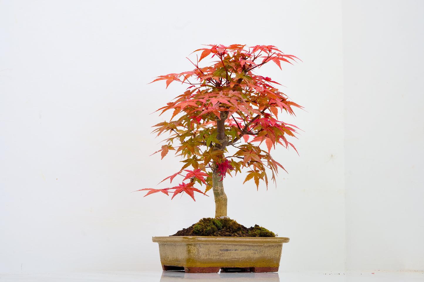 Deshojo Japanese Maple Bonsai+ Care Kit