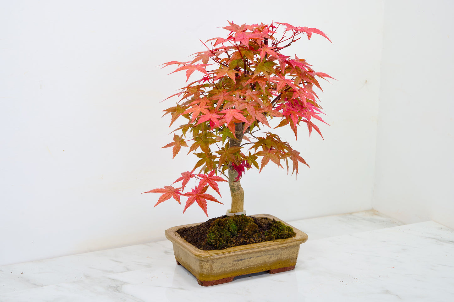 Deshojo Japanese Maple Bonsai+ Care Kit