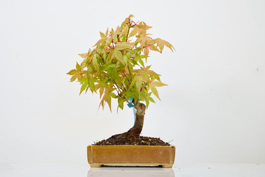 Deshojo Japanese Maple Bonsai + Care Kit
