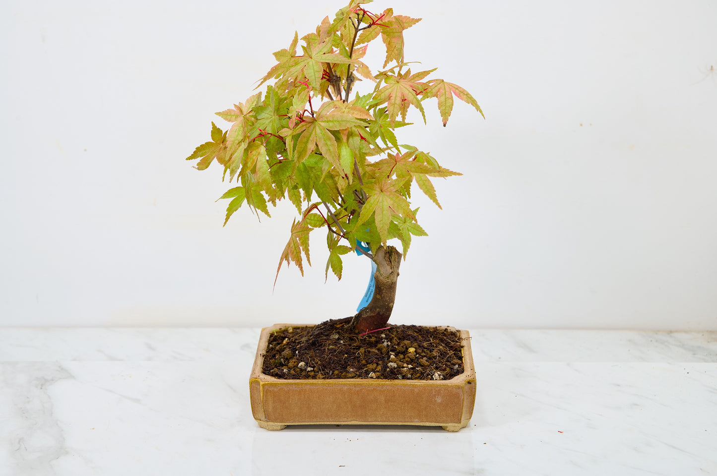 Deshojo Japanese Maple Bonsai + Care Kit