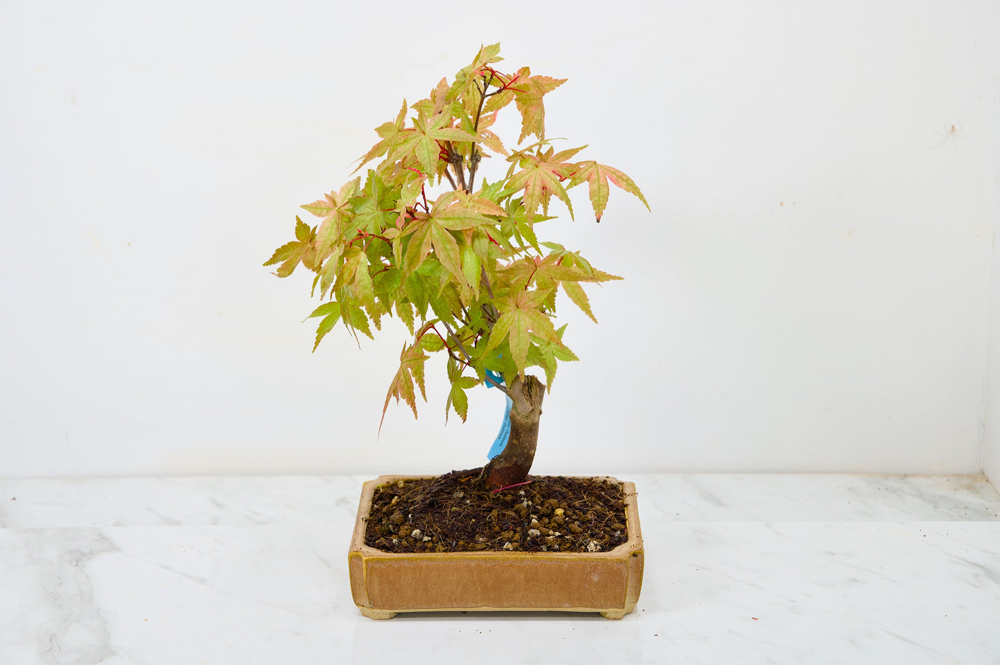 Deshojo Japanese Maple Bonsai + Care Kit