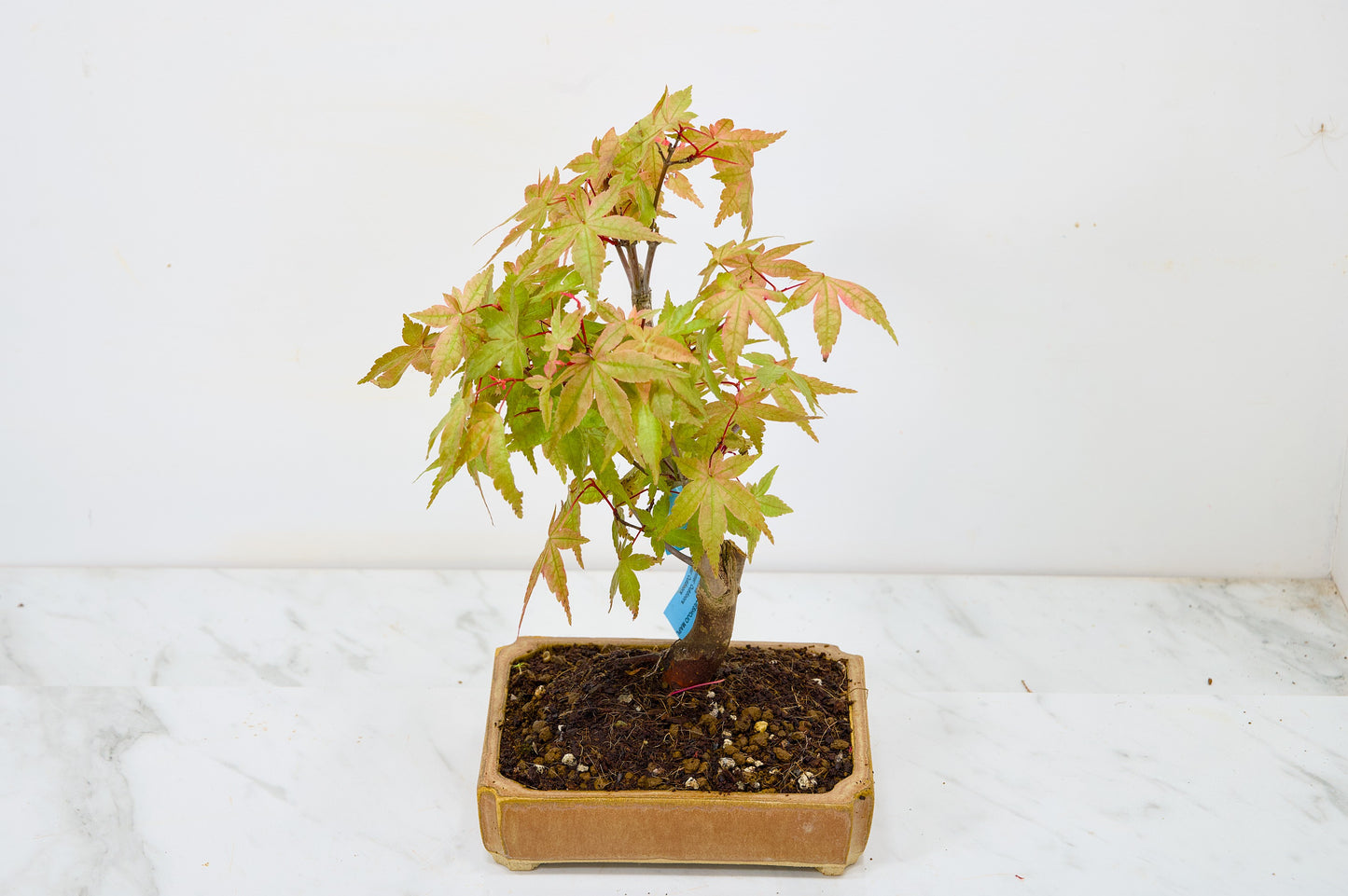 Deshojo Japanese Maple Bonsai + Care Kit