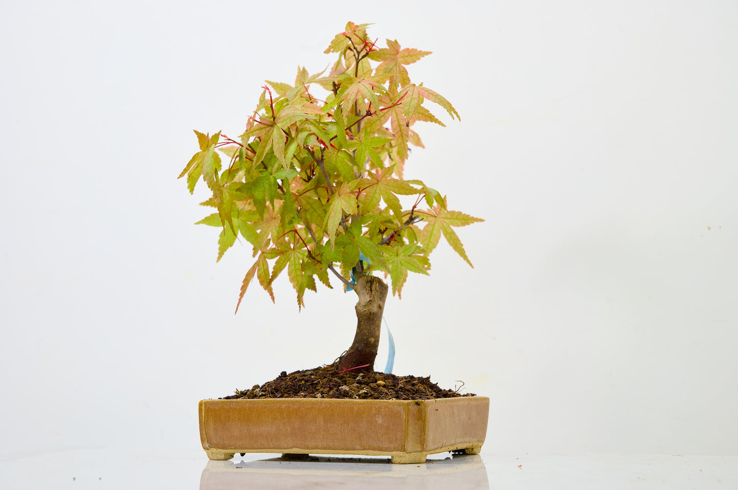 Deshojo Japanese Maple Bonsai + Care Kit