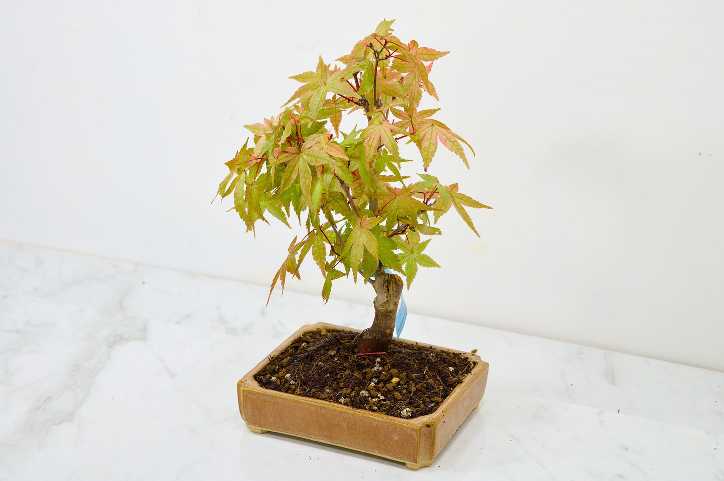 Deshojo Japanese Maple Bonsai + Care Kit