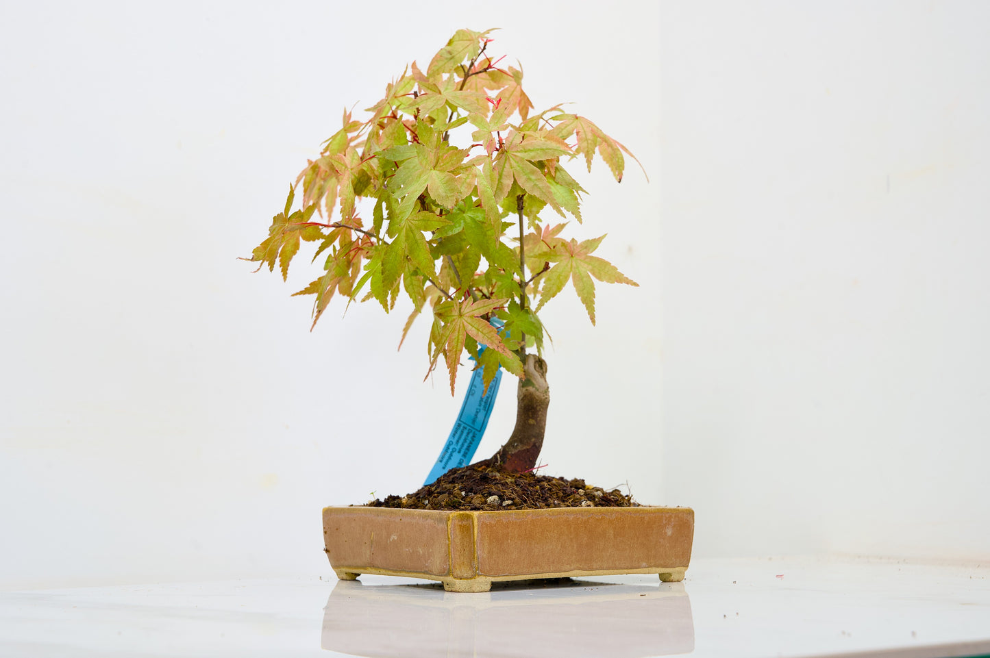 Deshojo Japanese Maple Bonsai + Care Kit
