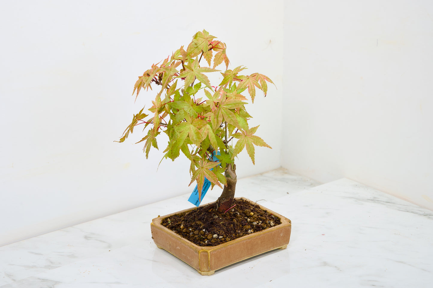 Deshojo Japanese Maple Bonsai + Care Kit