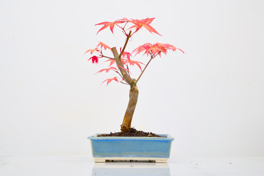 Deshojo Japanese Maple Bonsai & Care Kit
