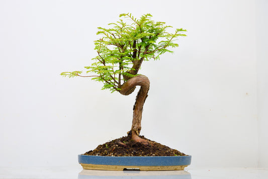 Large Dawn Redwood  Bonsai
