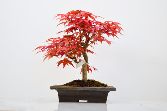 Deshojo Japanese Maple Bonsai+ Care Kit