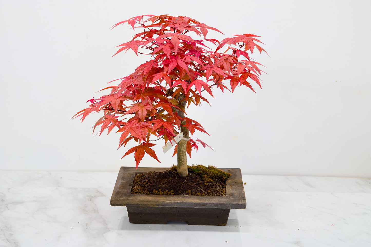 Deshojo Japanese Maple Bonsai+ Care Kit