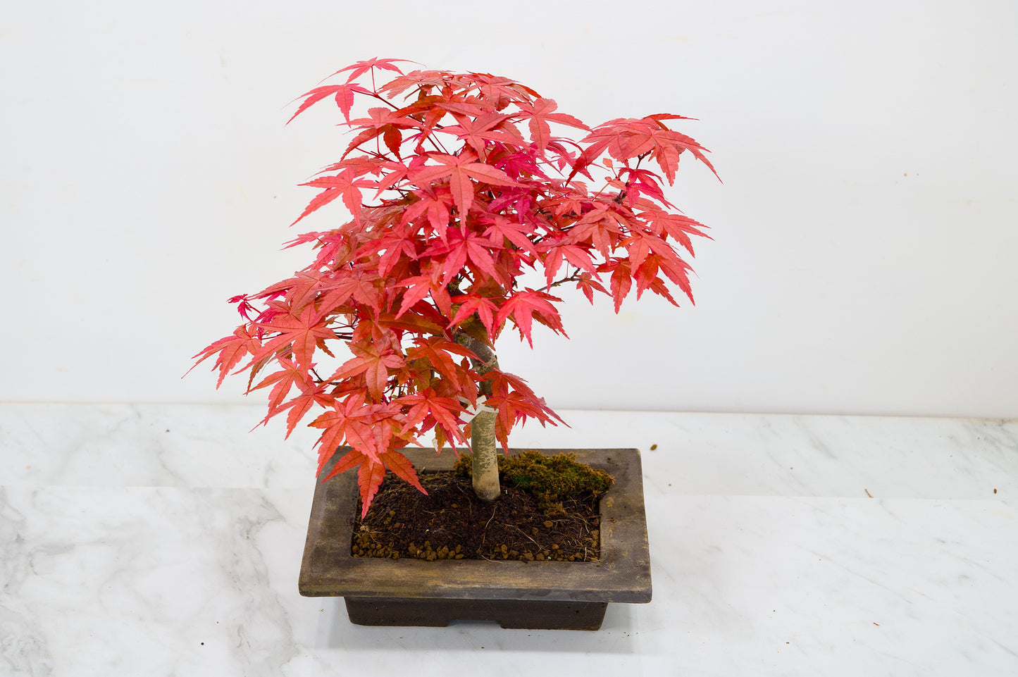 Deshojo Japanese Maple Bonsai+ Care Kit