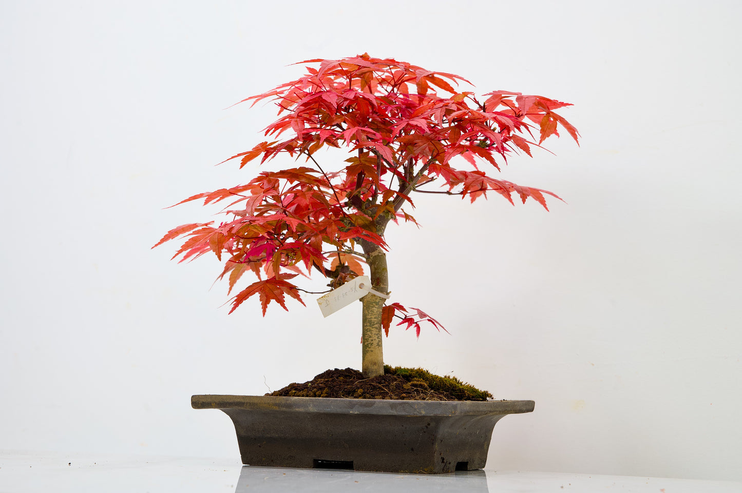Deshojo Japanese Maple Bonsai+ Care Kit