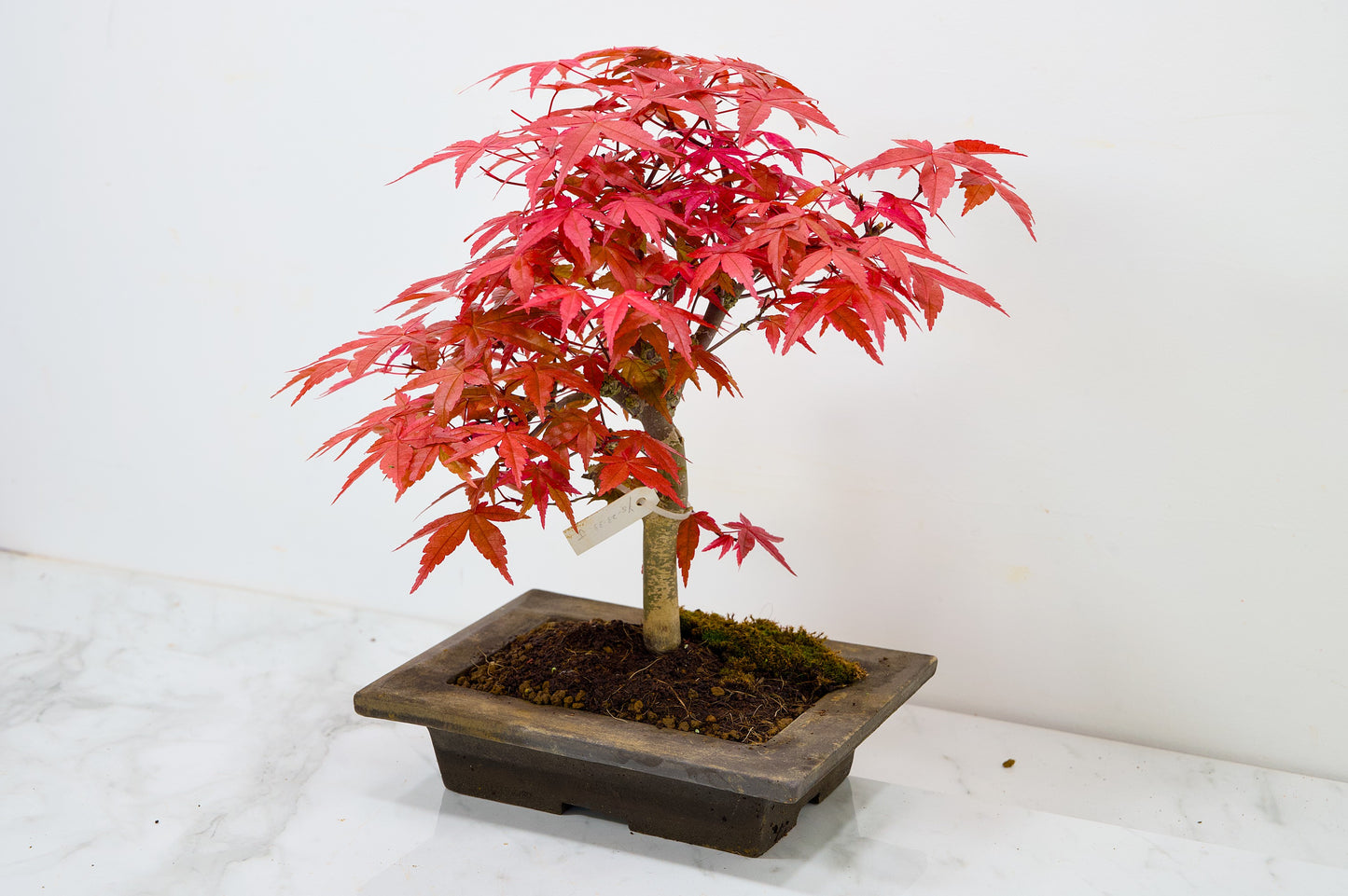 Deshojo Japanese Maple Bonsai+ Care Kit