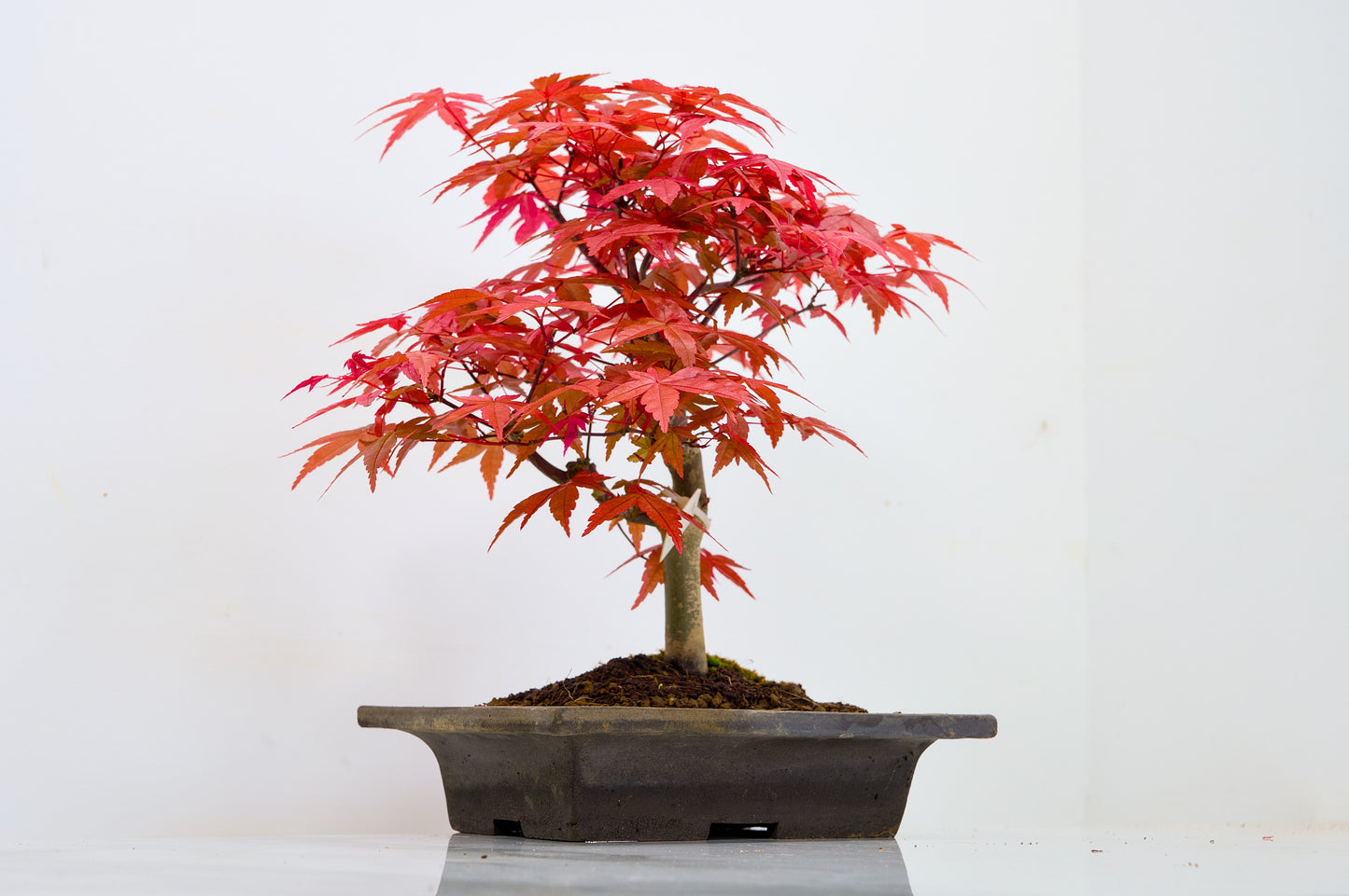 Deshojo Japanese Maple Bonsai+ Care Kit