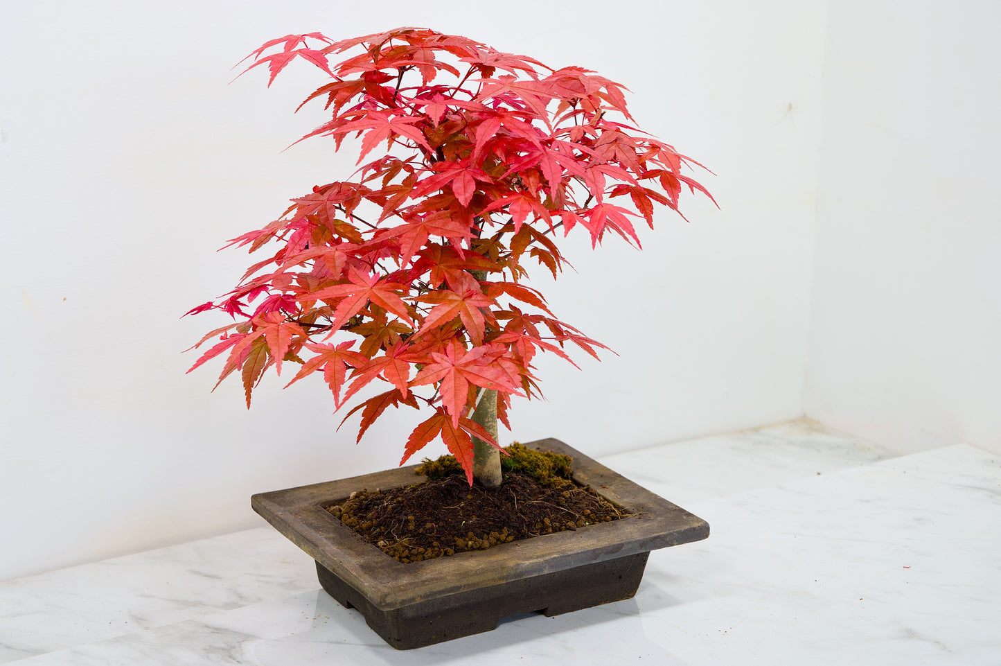 Deshojo Japanese Maple Bonsai+ Care Kit