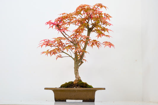 Deshojo Japanese Maple Bonsai+ Care Kit