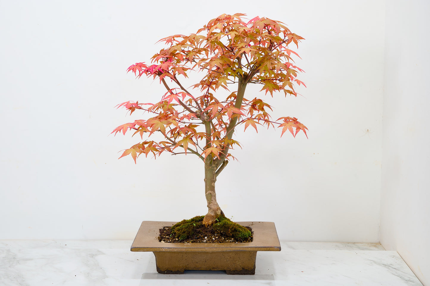 Deshojo Japanese Maple Bonsai+ Care Kit