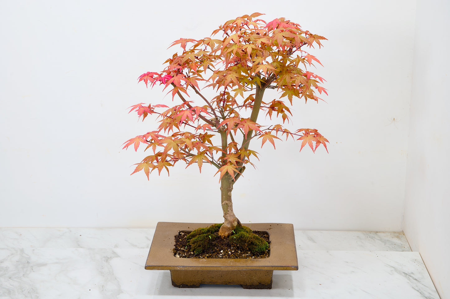 Deshojo Japanese Maple Bonsai+ Care Kit