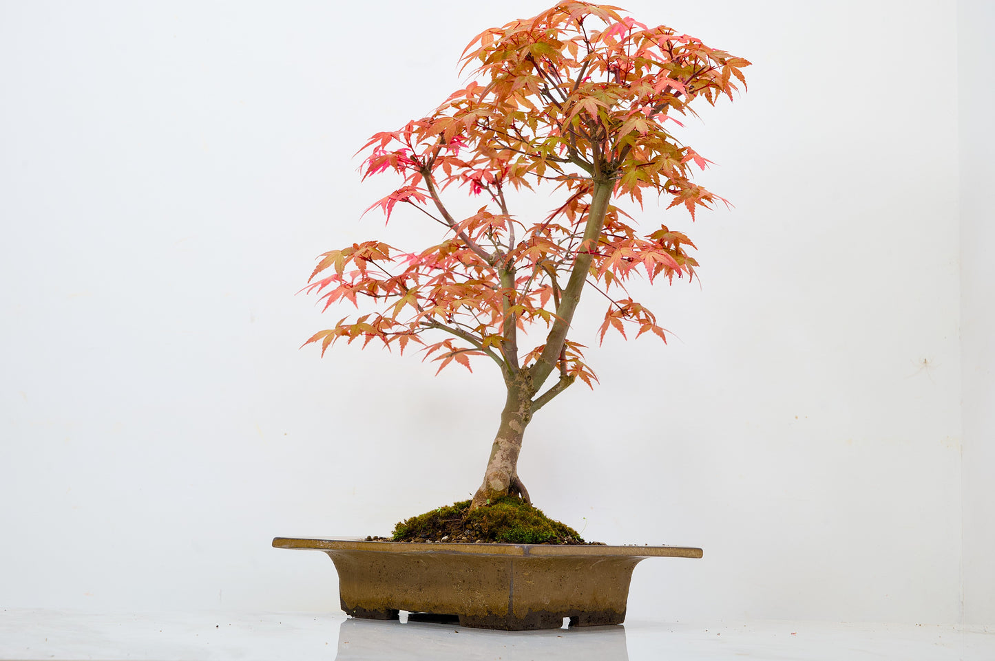 Deshojo Japanese Maple Bonsai+ Care Kit