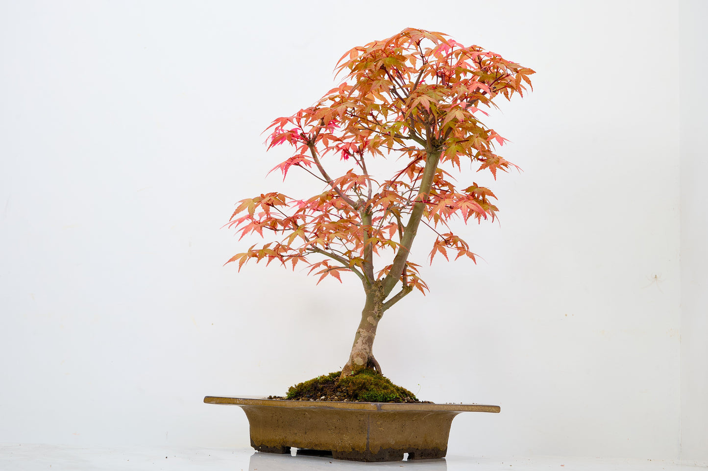 Deshojo Japanese Maple Bonsai+ Care Kit