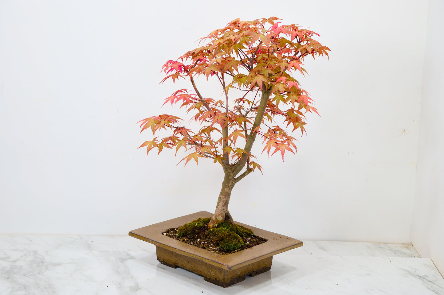 Deshojo Japanese Maple Bonsai+ Care Kit